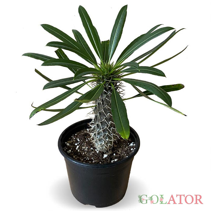 نخل ماداگاسکار 