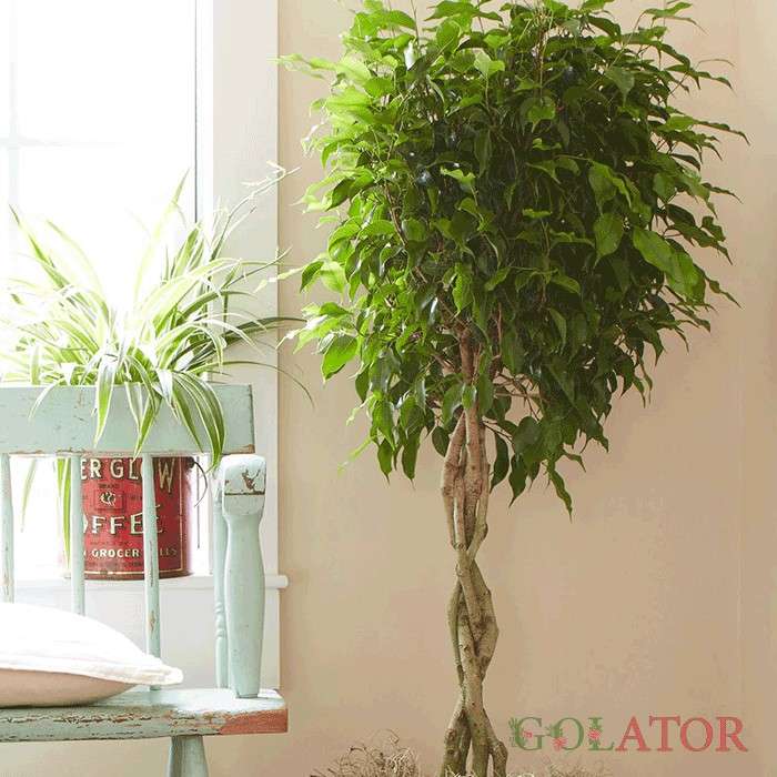 فیکوس بنجامین 