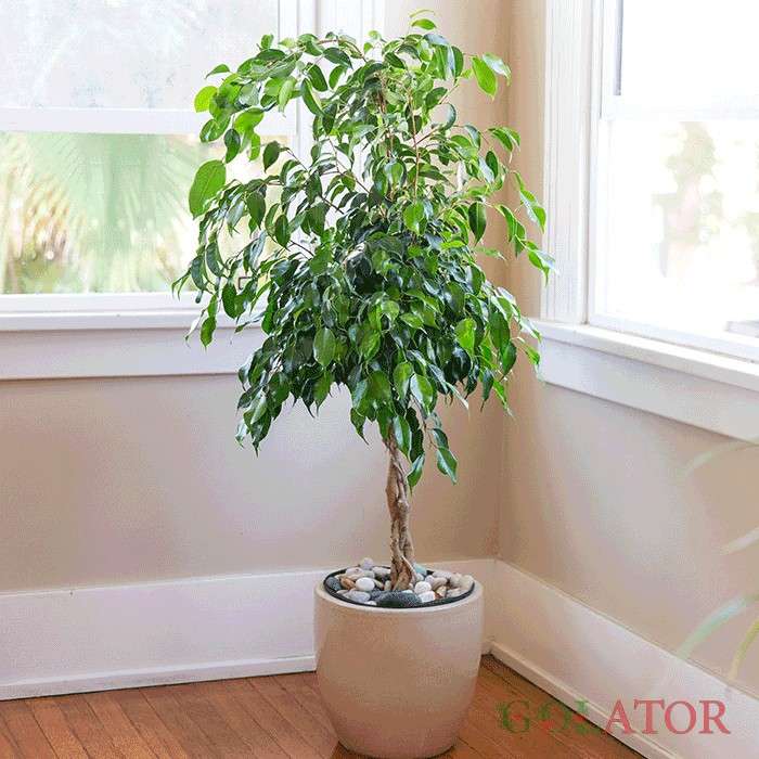 فیکوس بنجامین 