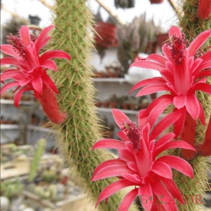 برزی کاکتوس