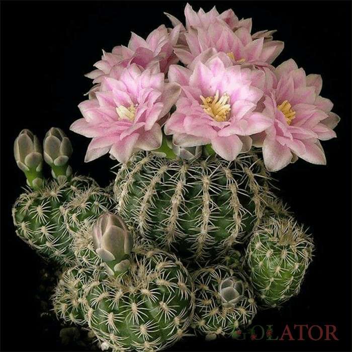 ژمینو کالی سیوم