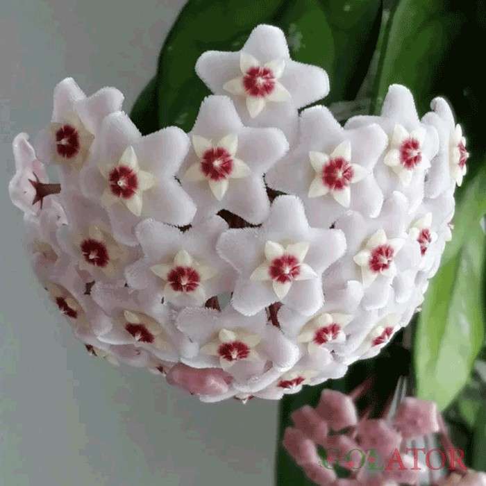 پیچ شمعی
