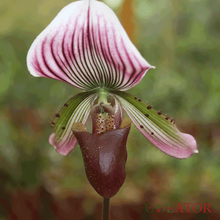 ارکیده پافیوپدیوم