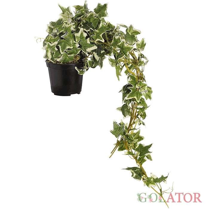 پاپیتال ابلق 