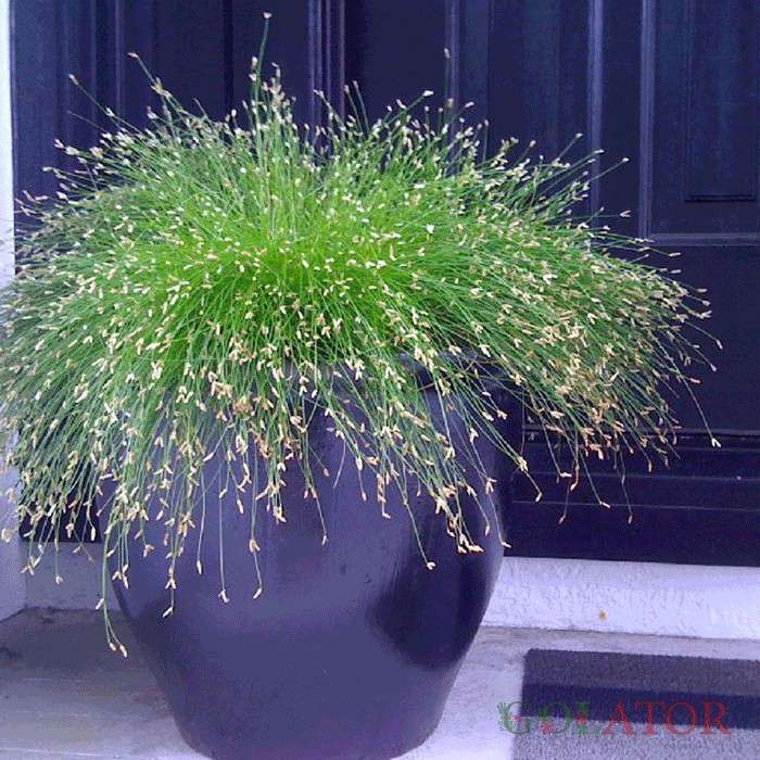 سیرپوس