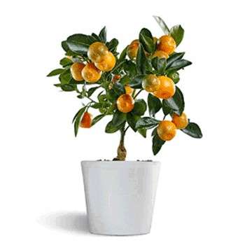 سیتروس (پرتقال زینتی ) 