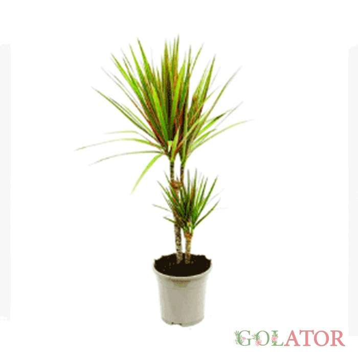 دراسنا پرچمی 