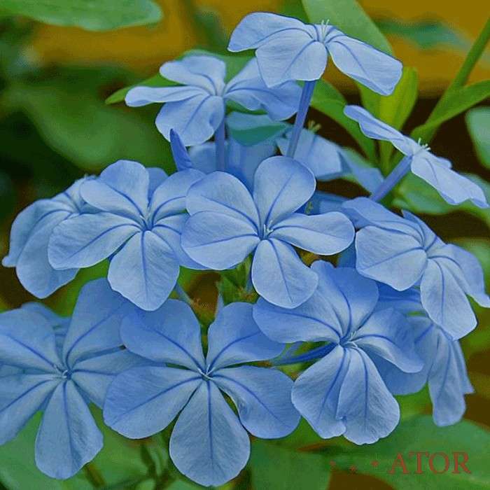 یاس آبی