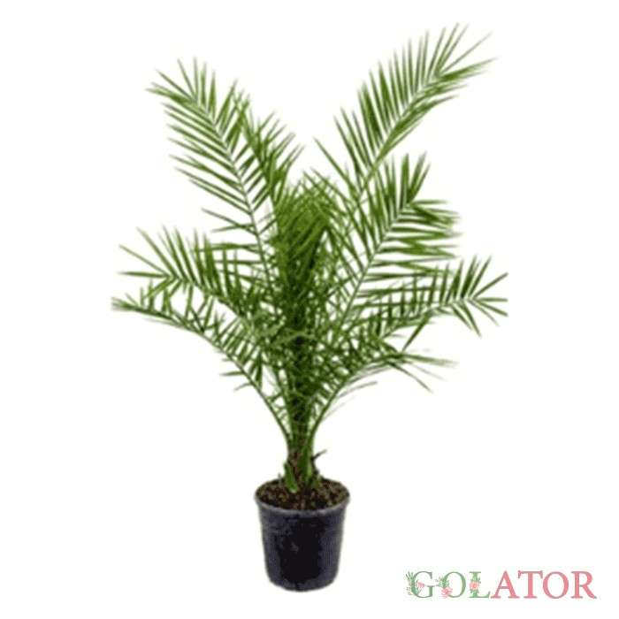 نخل جزیره قناری 