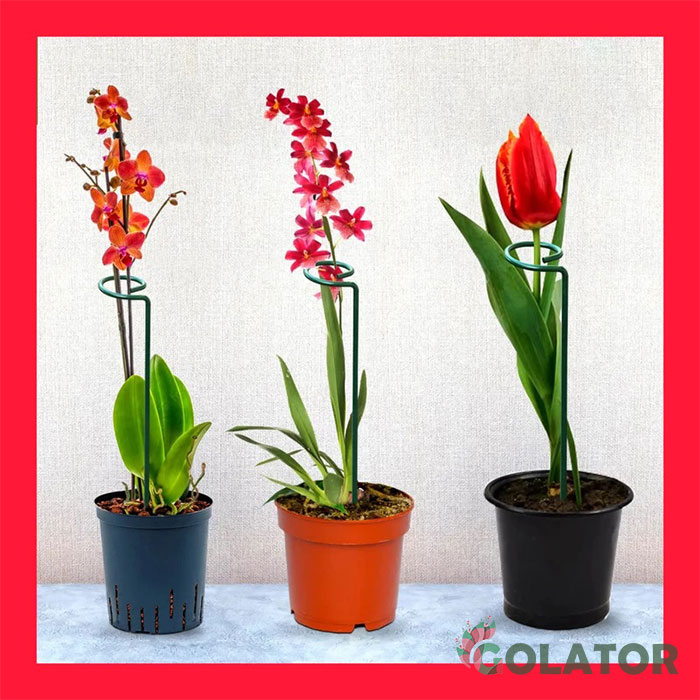 قیم نگهدارنده گیاه 3 عددی 