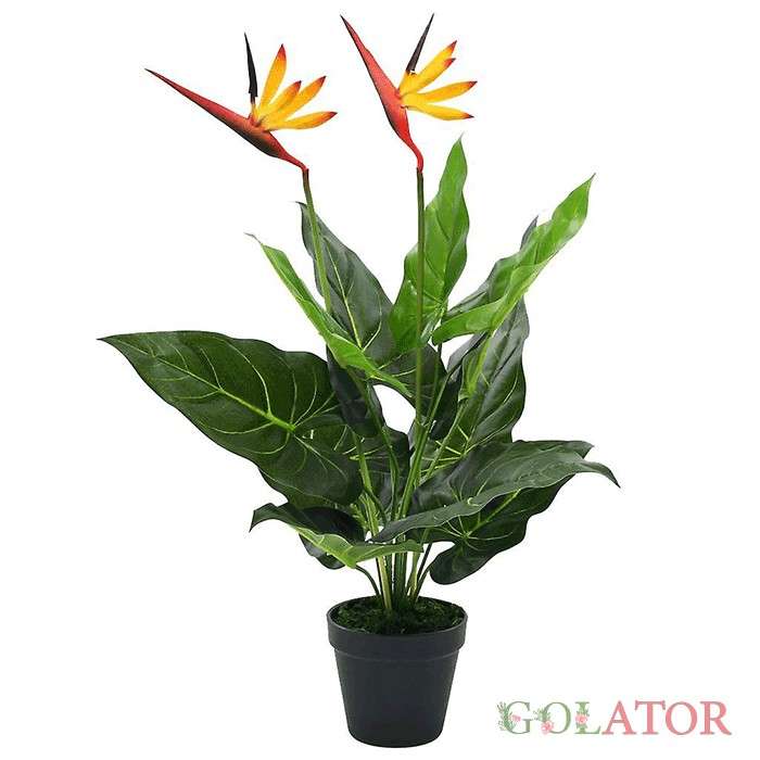 پرنده بهشتی