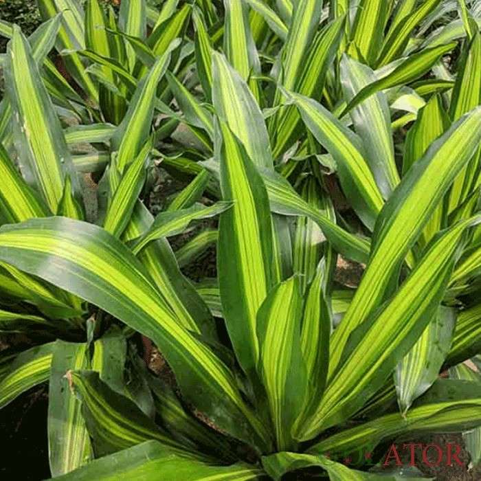 دراسنا نقره ای