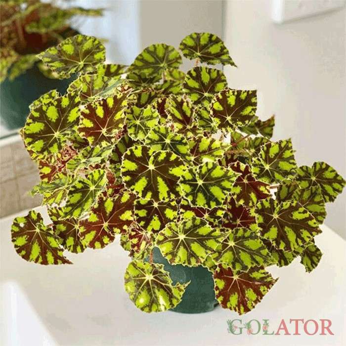 بگونیا ببری