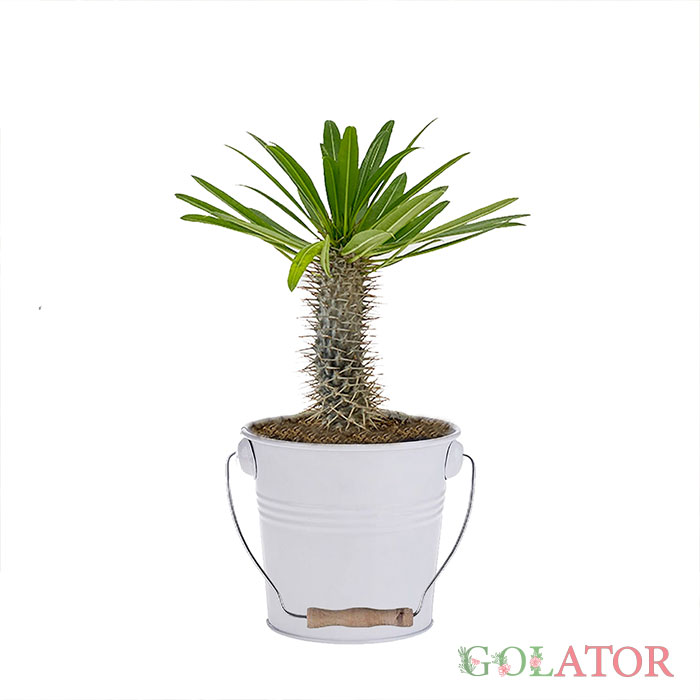 نخل ماداگاسکار 