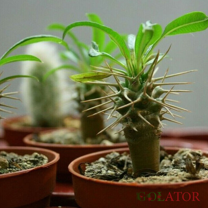 نخل ماداگاسکار 