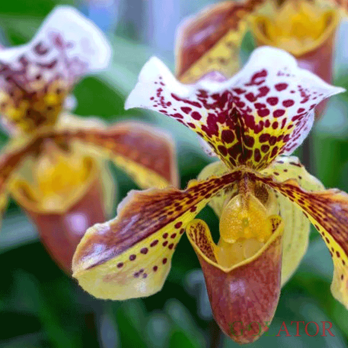 ارکیده پافیوپدیوم