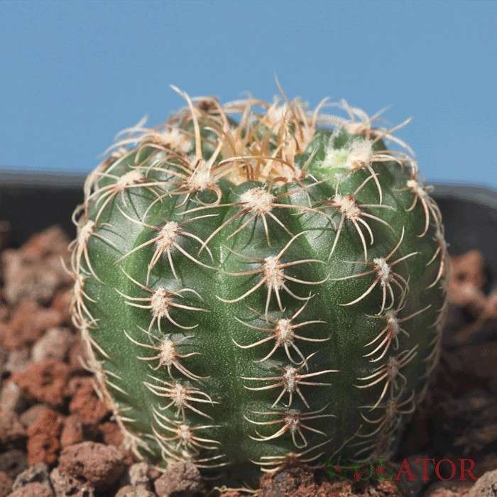 ژمینو کالی سیوم