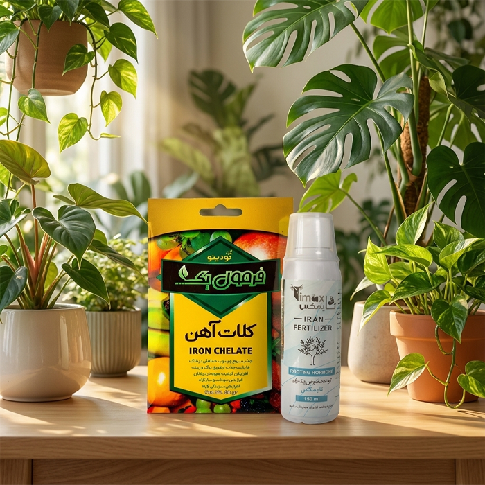 نسخه درمان قطعی زرد شدن برگ گیاهان آپارتمانی
