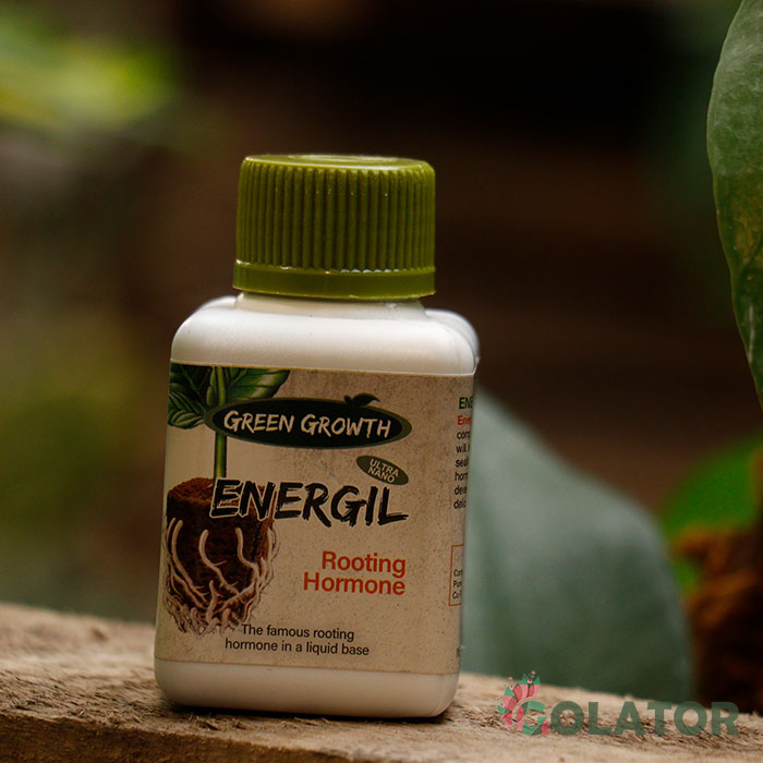 هورمون رشد ریشه  گرین گروت